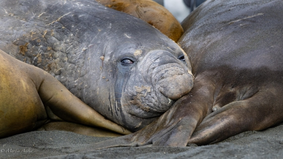 HDS29-26, Day 10, 0Q9A0933 © Martin Anstee - Oceanwide Expeditions.jpg