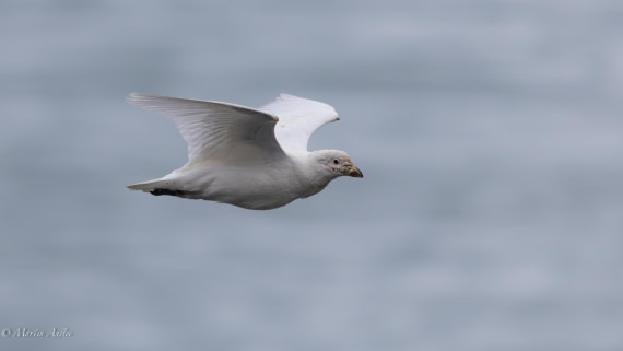 HDS29-26, Day 10, 0Q9A0976 © Martin Anstee - Oceanwide Expeditions.jpg