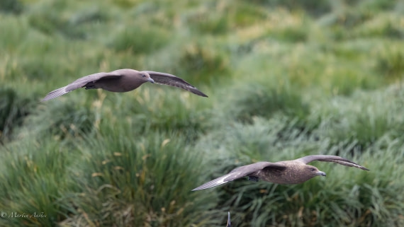 HDS29-26, Day 10, 0Q9A0965 © Martin Anstee - Oceanwide Expeditions.jpg