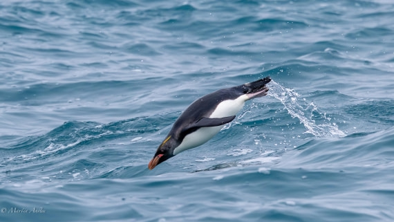 HDS29-26, Day 10, 0Q9A0986 © Martin Anstee - Oceanwide Expeditions.jpg