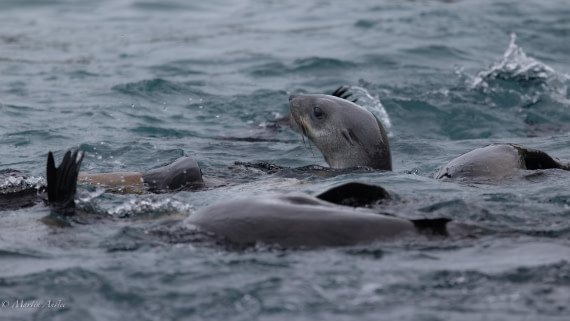 HDS29-26, Day 10, 0Q9A1169 © Martin Anstee - Oceanwide Expeditions.jpg