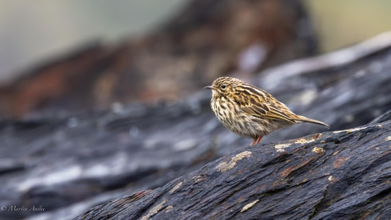 HDS29-26, Day 10, 0Q9A1199 © Martin Anstee - Oceanwide Expeditions.jpg