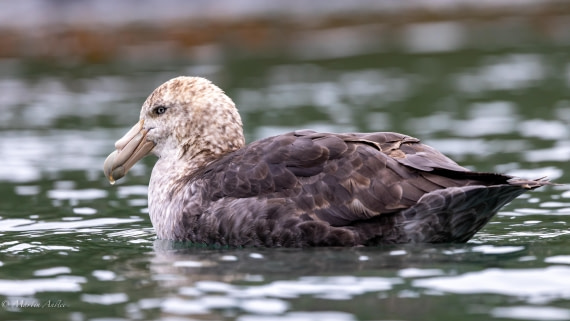 HDS29-26, Day 10, 0Q9A1191 © Martin Anstee - Oceanwide Expeditions.jpg