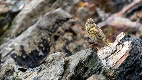 HDS29-26, Day 10, 0Q9A1219 © Martin Anstee - Oceanwide Expeditions.jpg