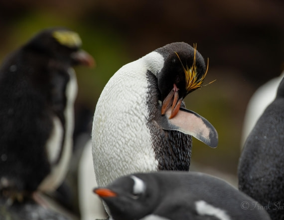 HDS29-26, Day 10, 493A2999 © Unknown photographer - Oceanwide Expeditions.JPG