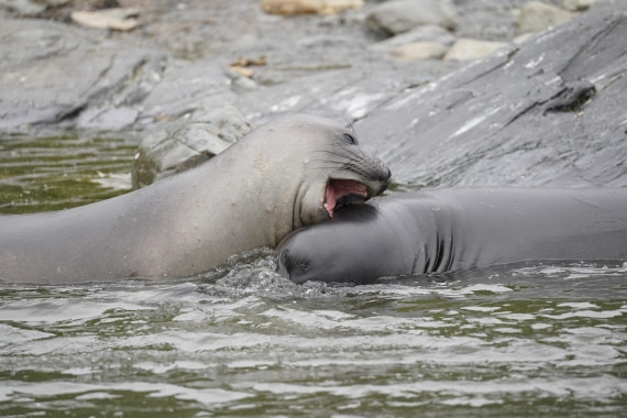 HDS29-26, Day 10, DSC08022 © Jessica Bakker - Oceanwide Expeditions.JPG