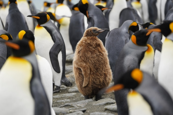 HDS29-26, Day 10, DSC08152 © Jessica Bakker - Oceanwide Expeditions.JPG