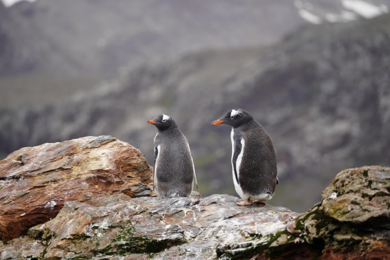 HDS29-26, Day 10, DSC08349 © Jessica Bakker - Oceanwide Expeditions.JPG