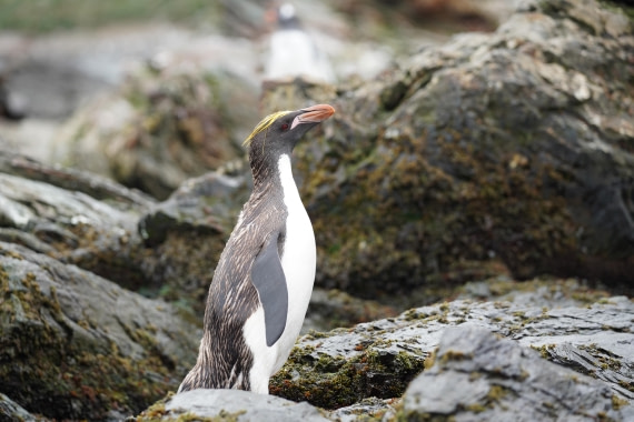 HDS29-26, Day 10, DSC08371 © Jessica Bakker - Oceanwide Expeditions.JPG