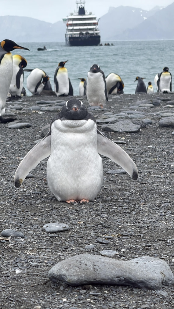 HDS29-26, Day 10, IMG_3276 © Unknown photographer - Oceanwide Expeditions.jpg