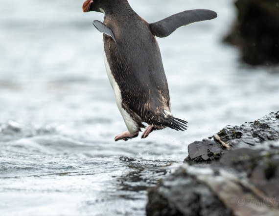 HDS29-26, Day 10, Macaroni water bomb © Frank Shi - Oceanwide Expeditions.JPG