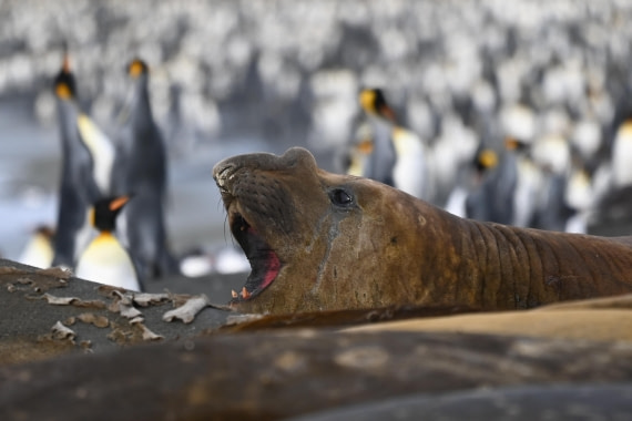 HDS29-26, Day 10, SAS_6345 © Saskia van der Meij - Oceanwide Expeditions.JPG