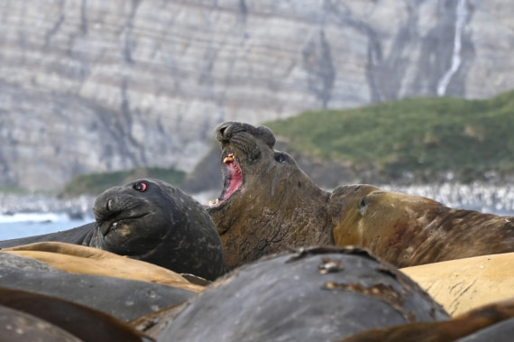 HDS29-26, Day 10, SAS_6347 © Saskia van der Meij - Oceanwide Expeditions.JPG