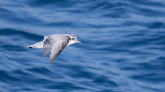 HDS29-26, Day 11, 0Q9A1254 © Martin Anstee - Oceanwide Expeditions.jpg