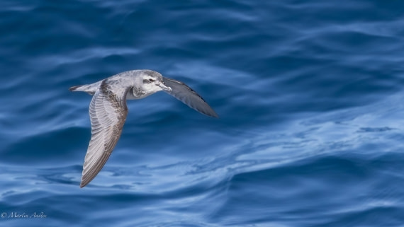 HDS29-26, Day 11, 0Q9A1258 © Martin Anstee - Oceanwide Expeditions.jpg