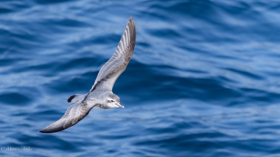 HDS29-26, Day 11, 0Q9A1259 © Martin Anstee - Oceanwide Expeditions.jpg