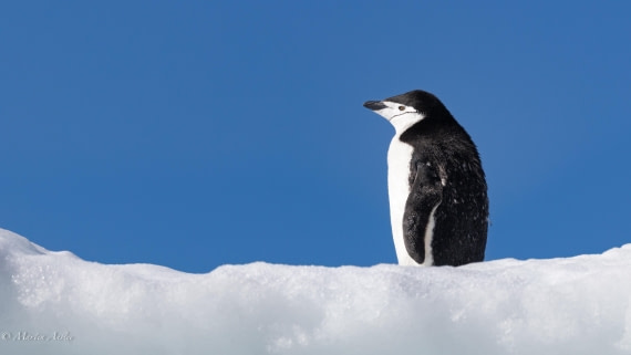 HDS29-26, Day 12, 0Q9A1355 © Martin Anstee - Oceanwide Expeditions.jpg