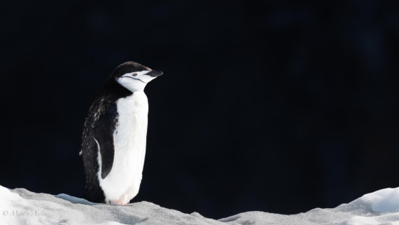 HDS29-26, Day 12, 0Q9A1371 © Martin Anstee - Oceanwide Expeditions.jpg