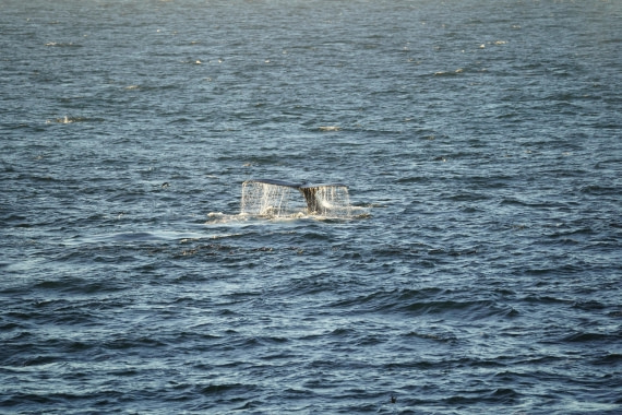 HDS29-26, Day 12, DSC08549 © Jessica Bakker - Oceanwide Expeditions.JPG