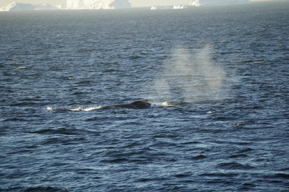HDS29-26, Day 12, DSC08711 © Jessica Bakker - Oceanwide Expeditions.JPG