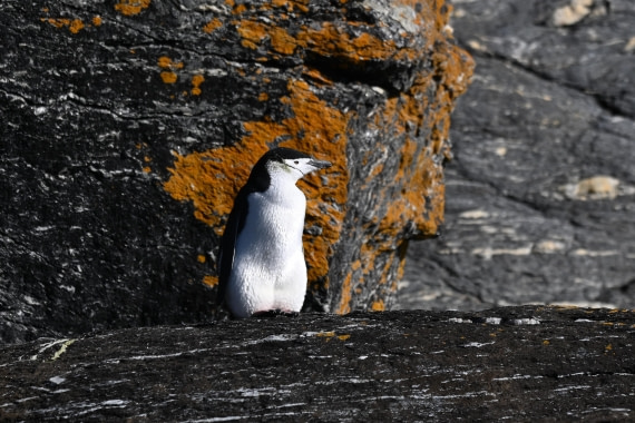 HDS29-26, Day 12, SAS_6405 © Saskia van der Meij - Oceanwide Expeditions.JPG