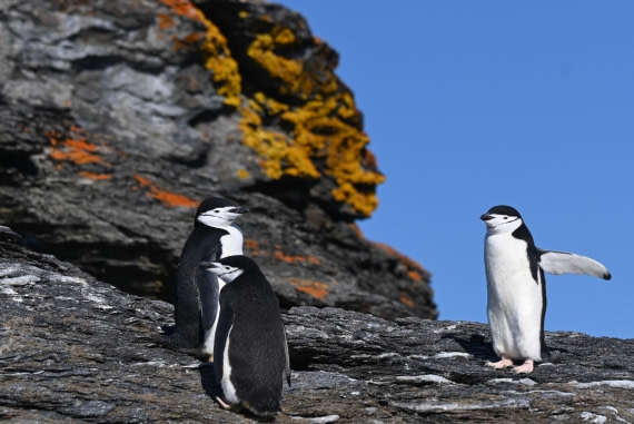 HDS29-26, Day 12, SAS_6410 © Saskia van der Meij - Oceanwide Expeditions.JPG