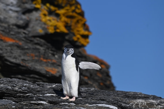 HDS29-26, Day 12, SAS_6413 © Saskia van der Meij - Oceanwide Expeditions.JPG
