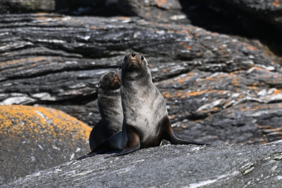 HDS29-26, Day 12, SAS_6417 © Saskia van der Meij - Oceanwide Expeditions.JPG