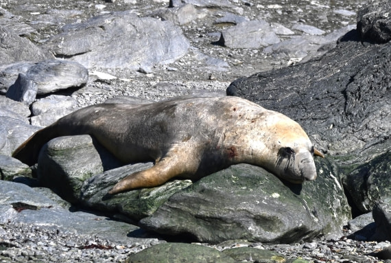 HDS29-26, Day 12, SAS_6437 © Saskia van der Meij - Oceanwide Expeditions.JPG