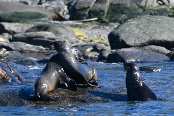 HDS29-26, Day 12, SAS_6446 © Saskia van der Meij - Oceanwide Expeditions.JPG