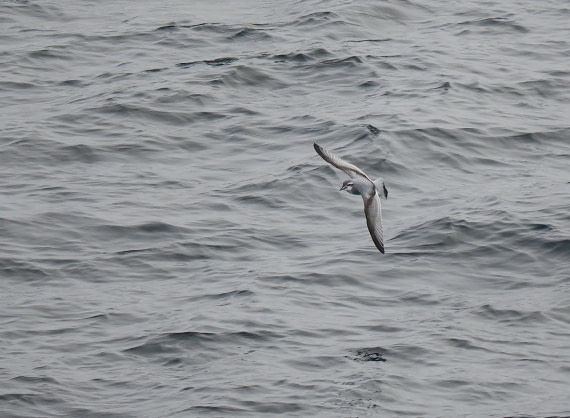 HDS29-26, Day 13, 2025-02-28 Antarctic Prion - Elephant Island © Unknown photographer - Oceanwide Expeditions.JPG