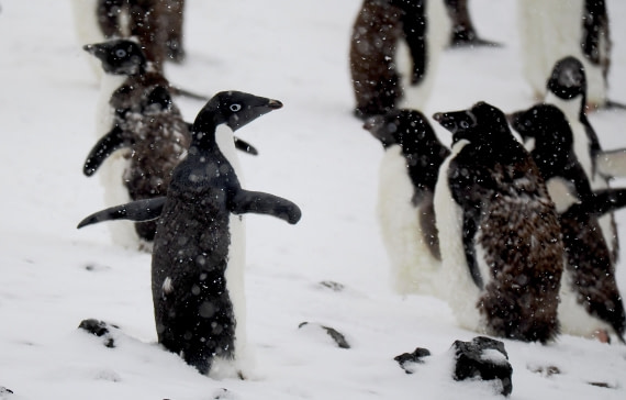 HDS29-26, Day 14, 2026-03-01 - Adelie Penguin1 - Brown Bluff © Unknown photographer - Oceanwide Expeditions.JPG