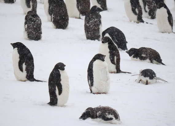 HDS29-26, Day 14, 2026-03-01 - Adelie Penguin2 - Brown Bluff © Unknown photographer - Oceanwide Expeditions.JPG