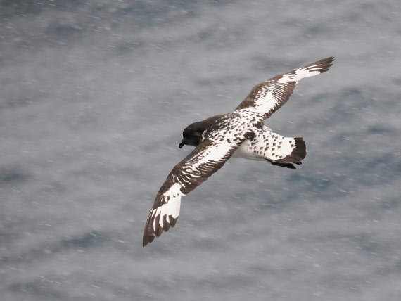 HDS29-26, Day 14, 2026-03-01 Cape Petrel - Kinnes Cove © Unknown photographer - Oceanwide Expeditions.JPG