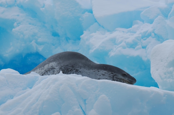 HDS29-26, Day 14, 2026-03-01 Leopard Seal1 - Kinnes Cove © Unknown photographer - Oceanwide Expeditions.JPG
