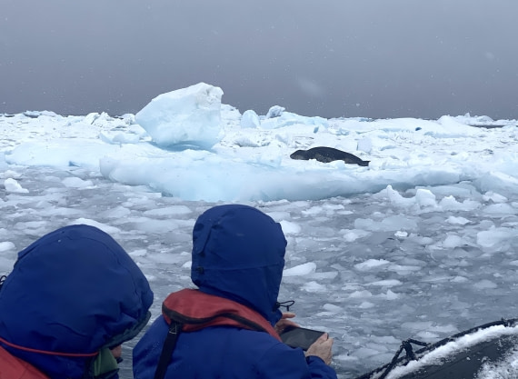 HDS29-26, Day 14, 2026-03-01 Leopard Seal2 - Kinnes Cove © Unknown photographer - Oceanwide Expeditions.JPG