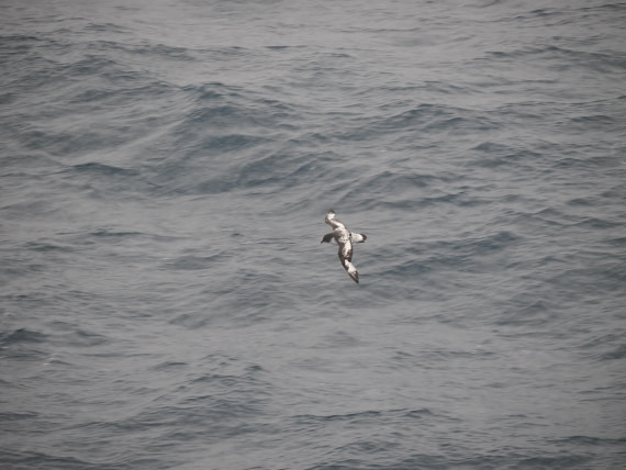 HDS29-26, Day 14, P3011488 © Unknown photographer - Oceanwide Expeditions.JPG