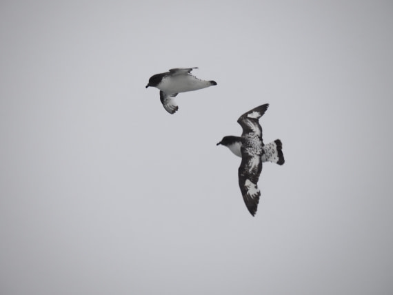 HDS29-26, Day 14, P3011508 © Unknown photographer - Oceanwide Expeditions.JPG