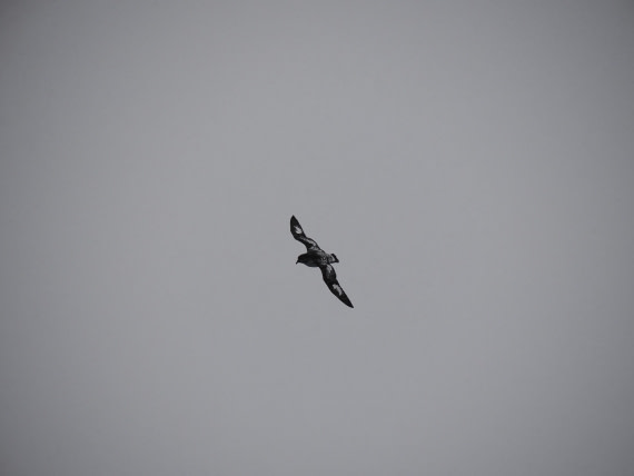 HDS29-26, Day 14, P3011513 © Unknown photographer - Oceanwide Expeditions.JPG