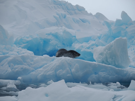 HDS29-26, Day 14, P3011548 © Unknown photographer - Oceanwide Expeditions.JPG