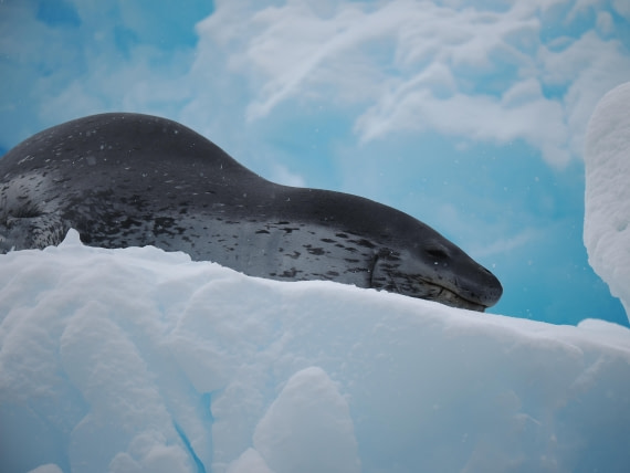 HDS29-26, Day 14, P3011550 © Unknown photographer - Oceanwide Expeditions.JPG