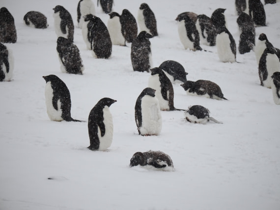 HDS29-26, Day 14, P3011576 © Unknown photographer - Oceanwide Expeditions.JPG
