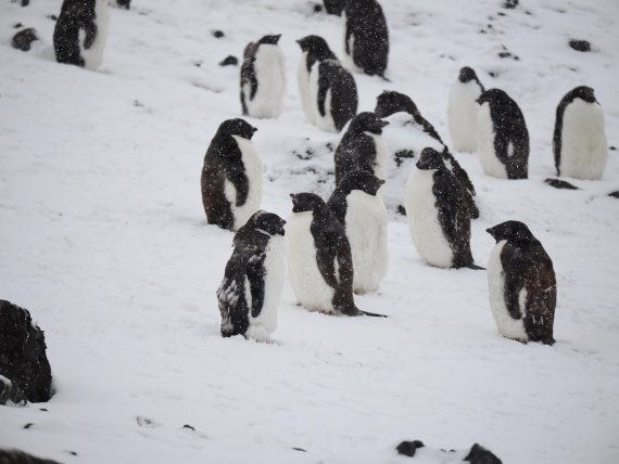 HDS29-26, Day 14, P3011587 © Unknown photographer - Oceanwide Expeditions.JPG