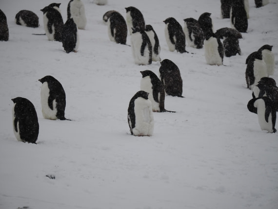 HDS29-26, Day 14, P3011593 © Unknown photographer - Oceanwide Expeditions.JPG