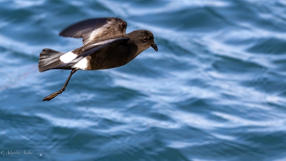 HDS29-26, Day 15, 0Q9A1456 © Martin Anstee - Oceanwide Expeditions.jpg