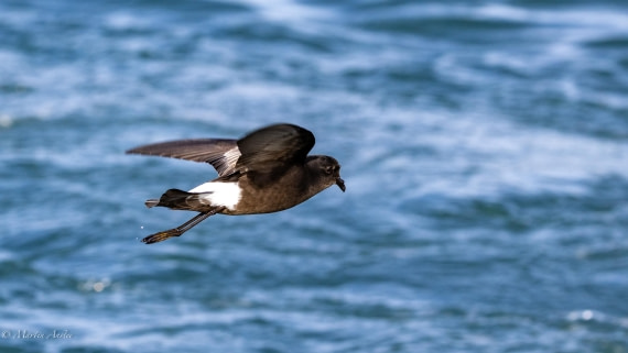 HDS29-26, Day 15, 0Q9A1457 © Martin Anstee - Oceanwide Expeditions.jpg