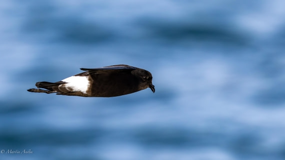 HDS29-26, Day 15, 0Q9A1471 © Martin Anstee - Oceanwide Expeditions.jpg