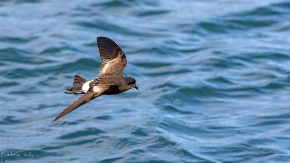 HDS29-26, Day 15, 0Q9A1476 © Martin Anstee - Oceanwide Expeditions.jpg