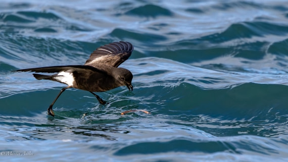 HDS29-26, Day 15, 0Q9A1483 © Martin Anstee - Oceanwide Expeditions.jpg