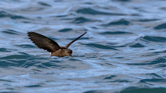 HDS29-26, Day 15, 0Q9A1482 © Martin Anstee - Oceanwide Expeditions.jpg